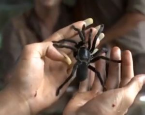 pel&iacute;culas de ara&ntilde;as