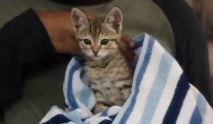 keanu - pel&iacute;culas de gatos