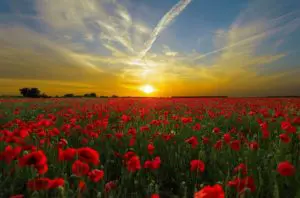 Campo de amapolas - fotografía