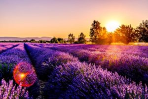fotograf&iacute;a lavanda