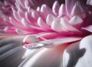 fotograf&iacute;a flores