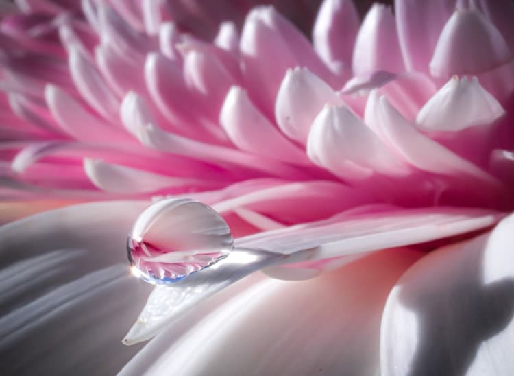 fotograf&iacute;a flores claves|fotograf&iacute;a lavanda|fotograf&iacute;a flores