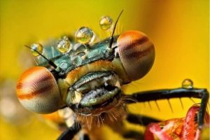 mosca fotograf&iacute;a macro