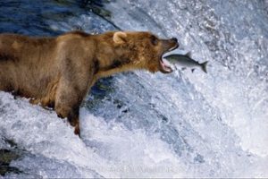 oso fotograf&iacute;a animal