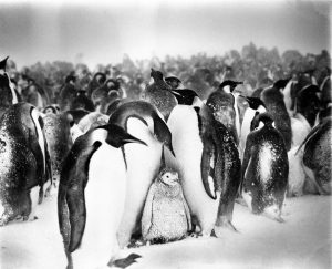 Ping&uuml;inos