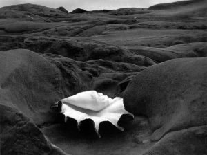 Shell and rocks