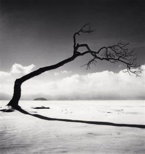 el &aacute;rbol solitario