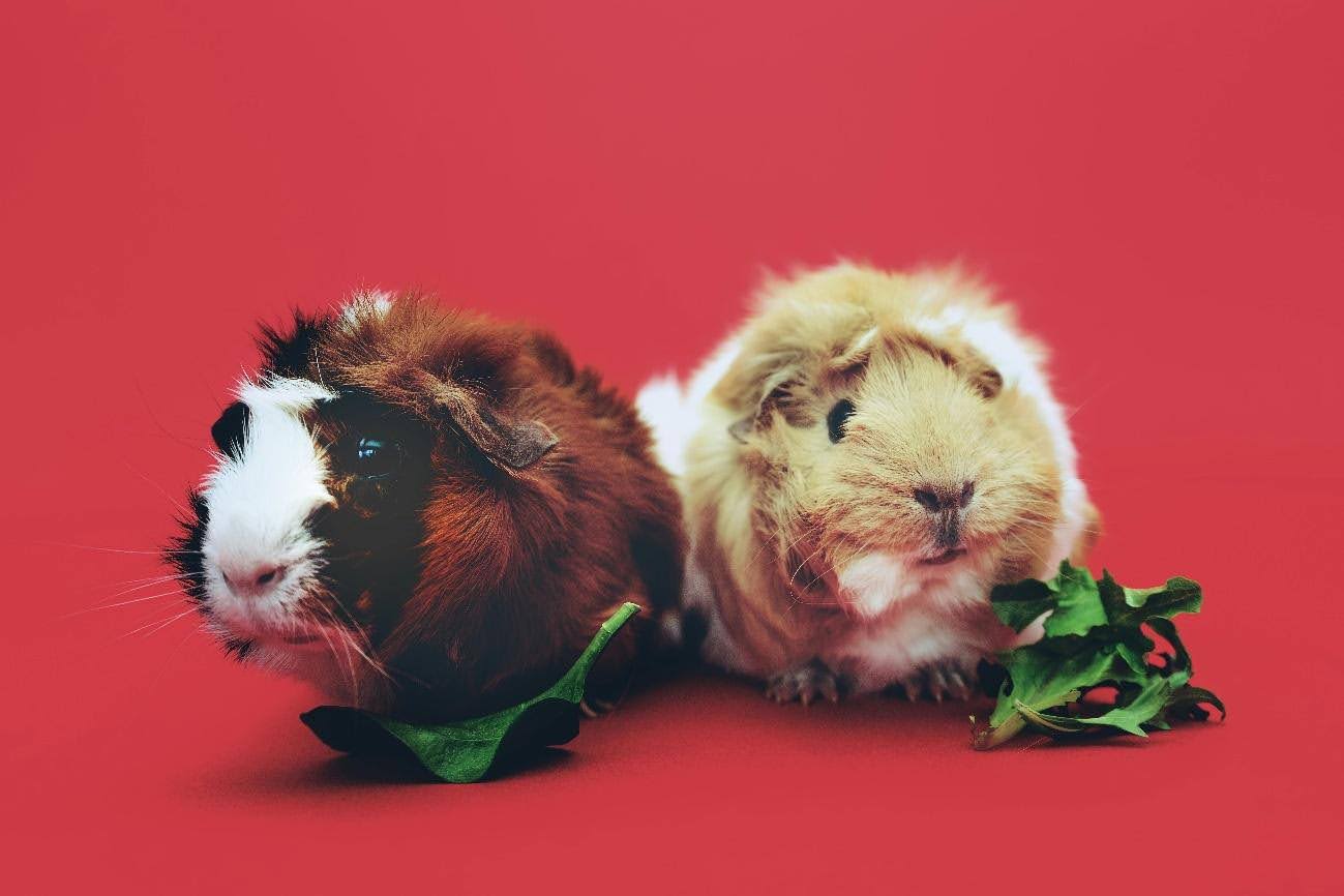 , ¿Cómo hacer fotografía de mascotas?
