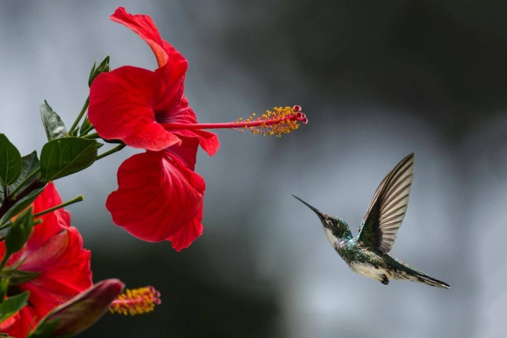 colibr&iacute; volando cerca de flor roja en fotograf&iacute;a de naturaleza