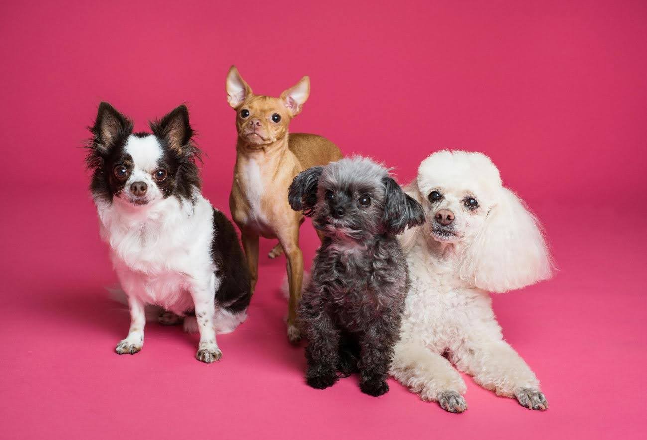 foto-mascotas