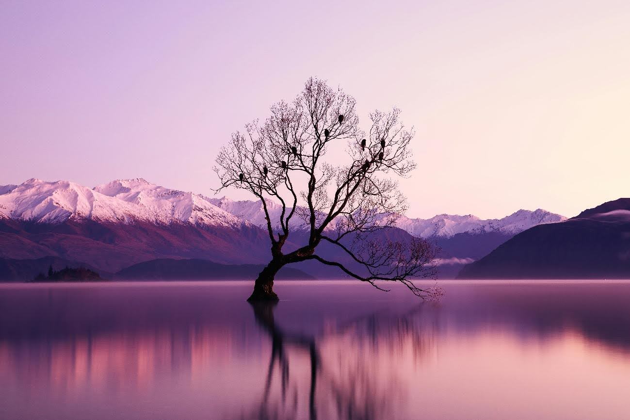 &aacute;rbol solitario en lago al atardecer con monta&ntilde;as nevadas al fondo, paisaje de naturaleza