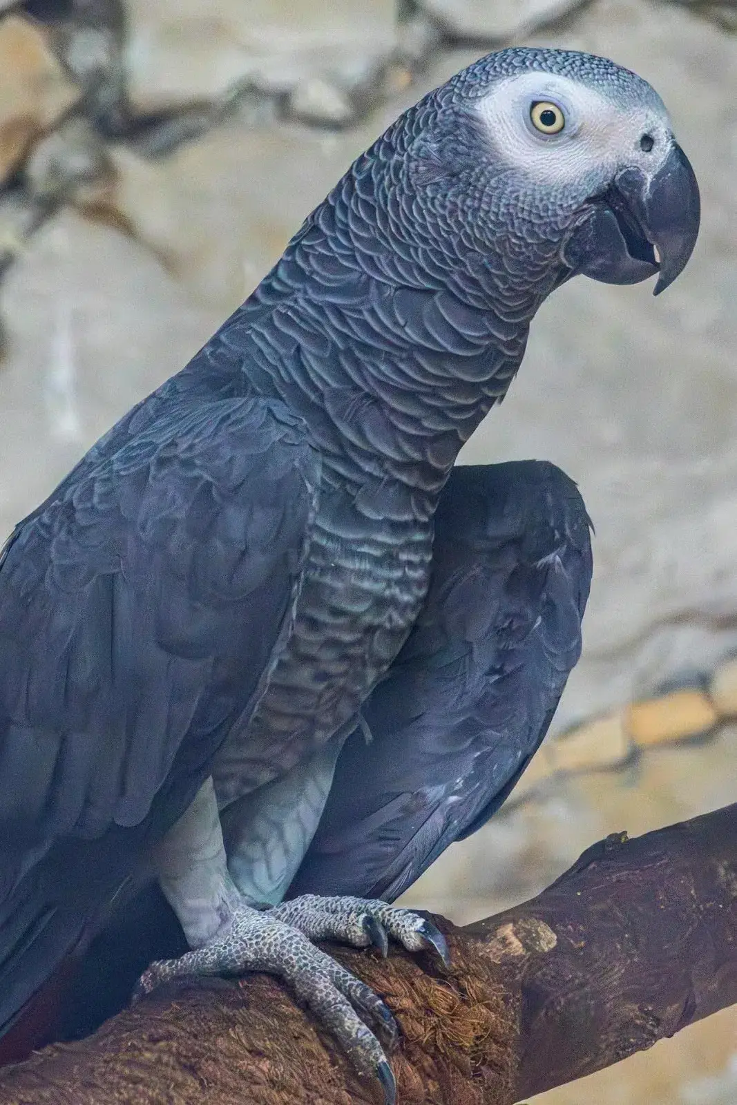 Loro