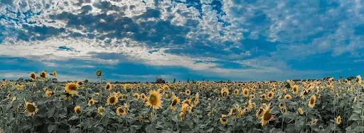 Foto de Tamara Gore 