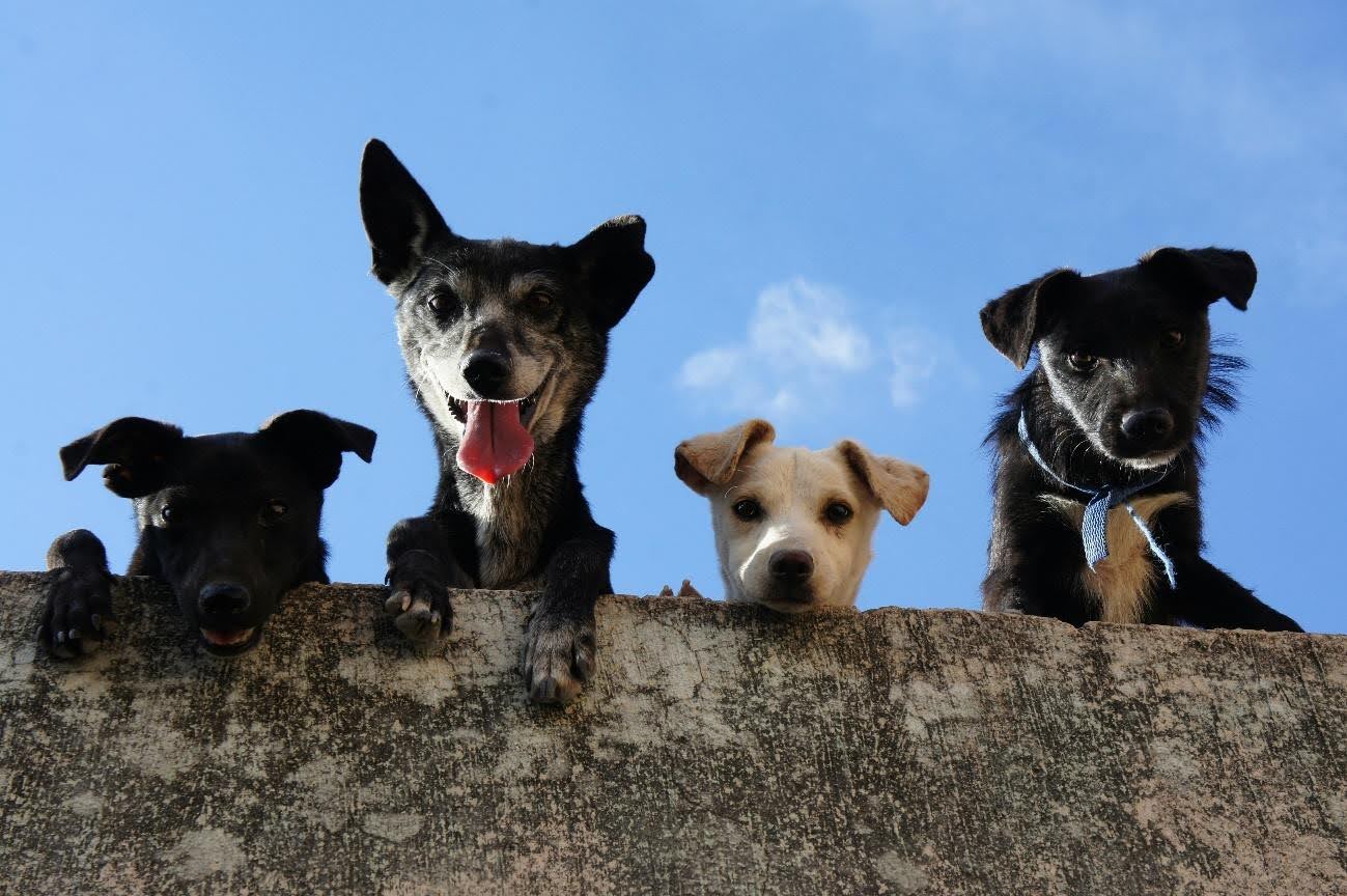 , ¿Cómo hacer fotografía de mascotas?