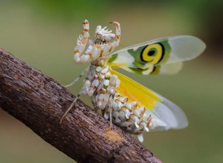 como-hacer-fotografía-macro-insectos