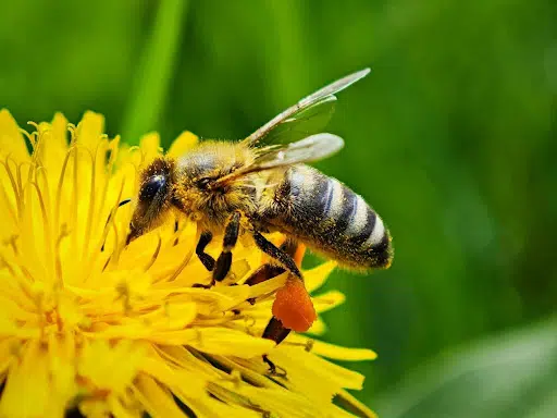 Foto de Eusebiu Soica