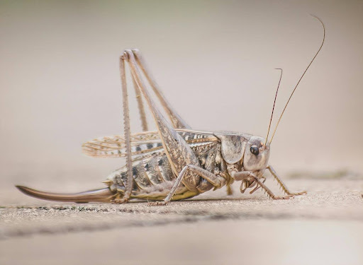 Foto de Janusz Walczak
