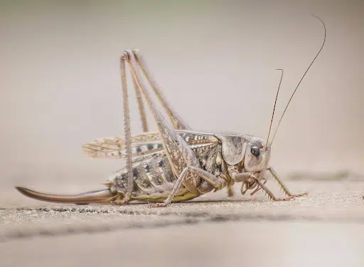 Foto de Janusz Walczak