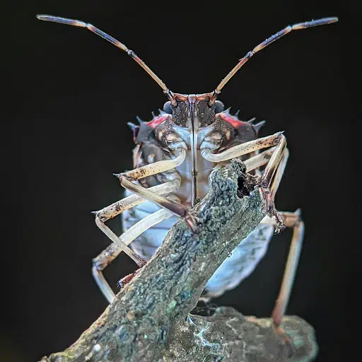 Foto de Macro Photography