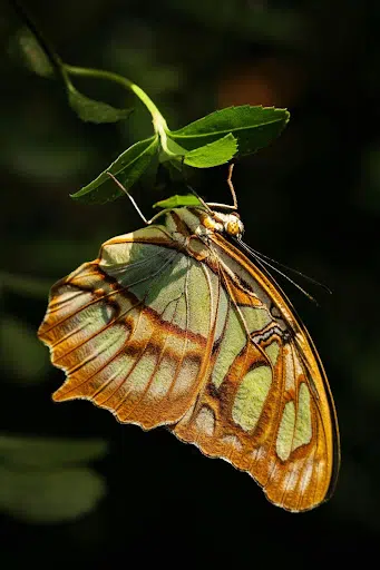 Foto de Dmytro Koplyk